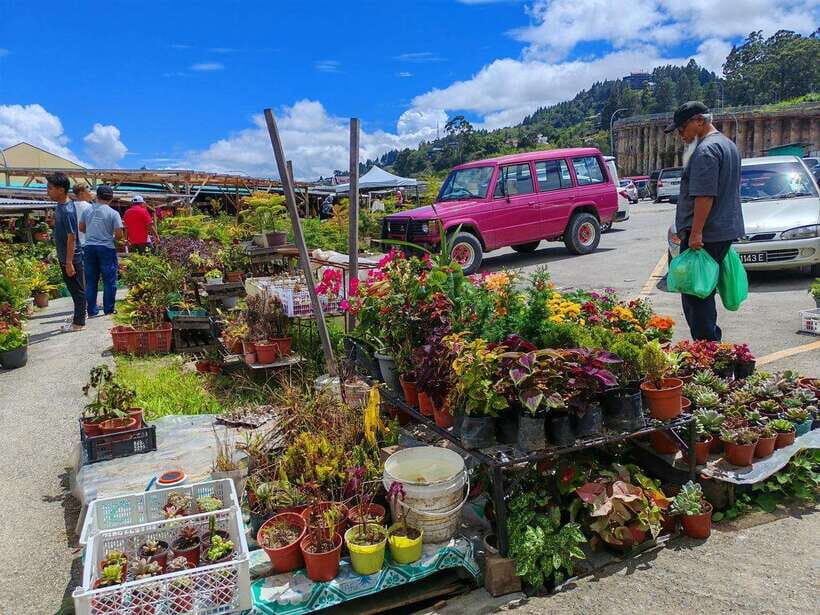 Kundasang : ATV Ride, Dairy Farm Visit & Meal Shared Tour - The Rafflesia Flower Option: Luck-Based, Extra Fees