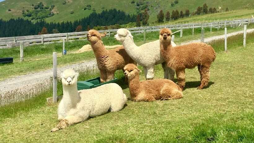 Kundasang: Day Tour with Desa Dairy Farm and Alpaca Club - Sabah City Mosque in Kota Kinabalu: a respectful finish with real beauty