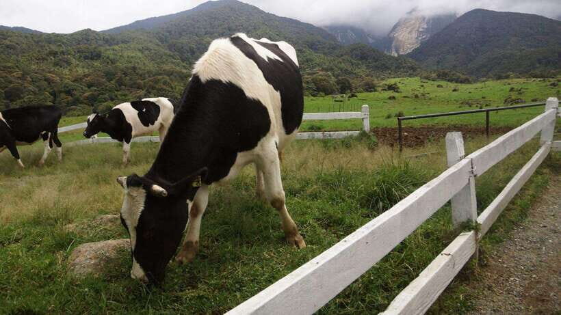 Kundasang: Day Tour with Desa Dairy Farm and Alpaca Club - Price and value: is $116 worth it?