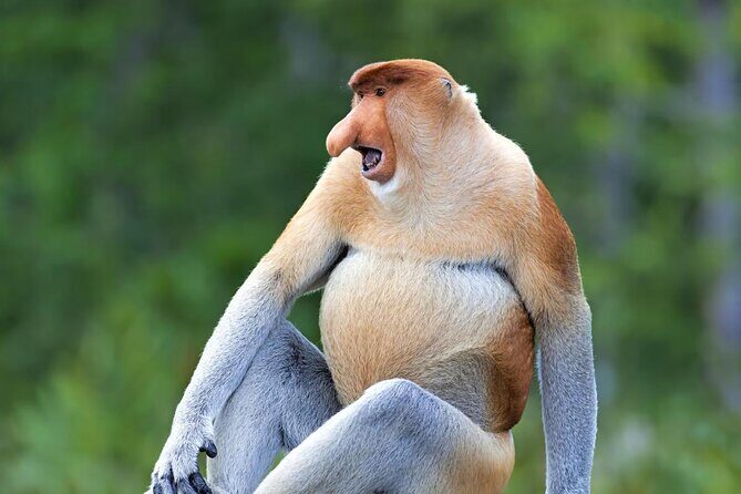 Labuk Proboscis, Sepilok, Sun Bear, Sandakan City Tour & Lunch - Key Things to Know Before You Go