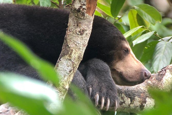 Labuk Proboscis, Sepilok, Sun Bear, Sandakan City Tour & Lunch - A Small-Group Wildlife Day That Actually Feels Doable