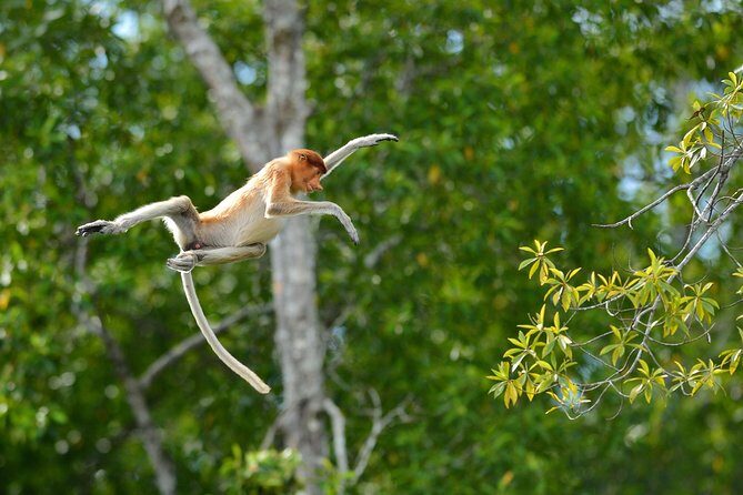 Labuk Proboscis, Sepilok, Sun Bear, Sandakan City Tour & Lunch - Labuk Bay Proboscis Monkey Sanctuary: The Mangrove Setting Is the Point