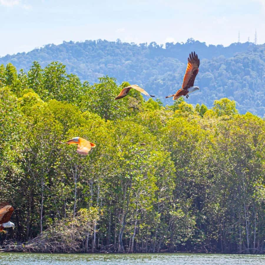 Langkawi: Boat Tour to Magic Island & Mangrove Cruise - Mangrove Cruising and Fish Feeding Time: The Real 2-Hour Value