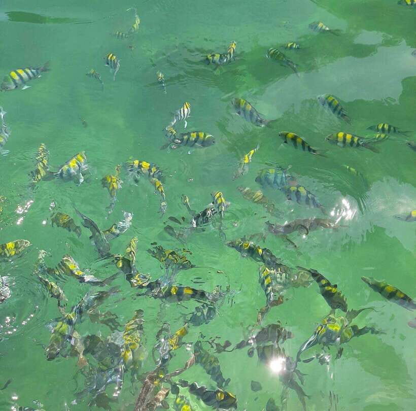 Langkawi: Dangli Island Snorkel and Swim Speedboat Tour - Lunch at the floating restaurant (optional, but very on-theme)