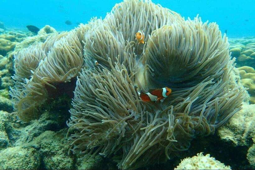 Langkawi: Dangli Island Snorkel and Swim Speedboat Tour - Price and value for a private group up to 12