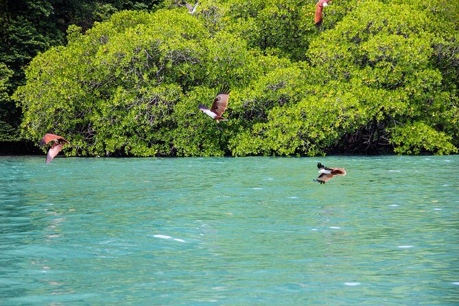 Langkawi Half Day Island Hoping Tour- Sharing basis - Pulau Singa Besar: eagle feeding and the speed of nature
