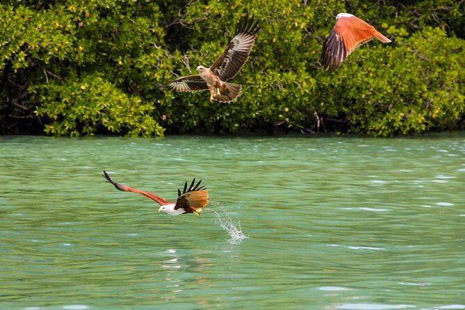 Langkawi Half Day Mangrove Tour - Sharing Basis - Bat Cave pass-by: what to expect and how to decide about the entrance fee