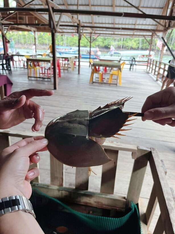 Langkawi: Half-Day Private Kilim River Mangrove Boat Tour - Crocodile Cave, Monkey River, and Gorilla Peak Photos