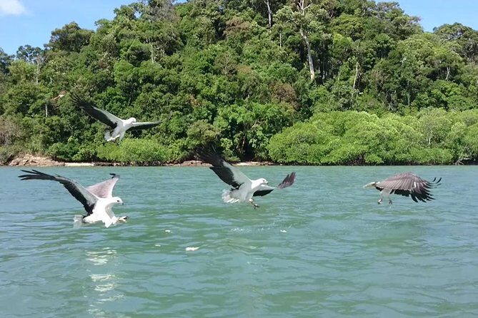 Langkawi Island Hopping Boat Tour with Return Transfer - Eagle watching from the boat: the moment you’ll remember