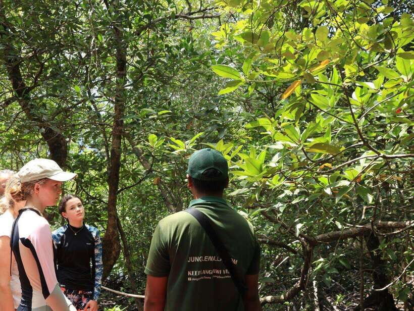 Langkawi: Kayaking Adventure and Swimming - Wildlife along the Kubang Badak River: birds and small coastal characters
