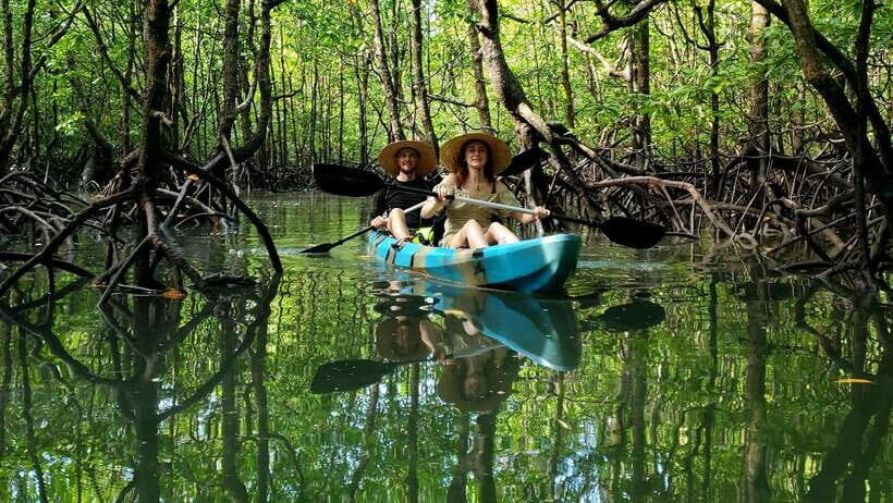 Langkawi : Kilim Geoforest Mangrove Kayak Tour with Lunch - Wildlife spotting without feeding: why the eco rules make the day better