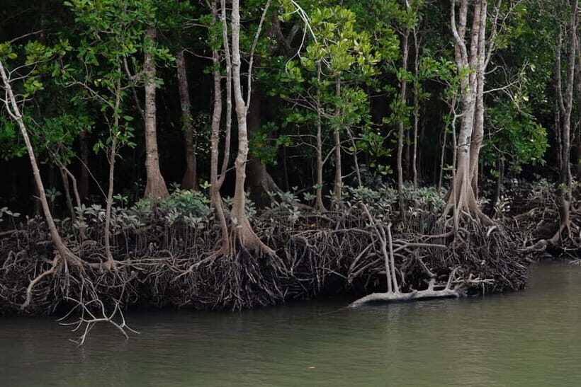 Langkawi: Kilim Geopark Mangrove Tour with Eagle Watching - Key Points That Make This Tour Worth Your Time