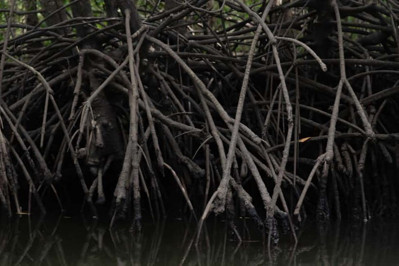Langkawi: Kilim Geopark Mangrove Tour with Eagle Watching - What to Bring (and What to Skip) for a Comfortable Ride