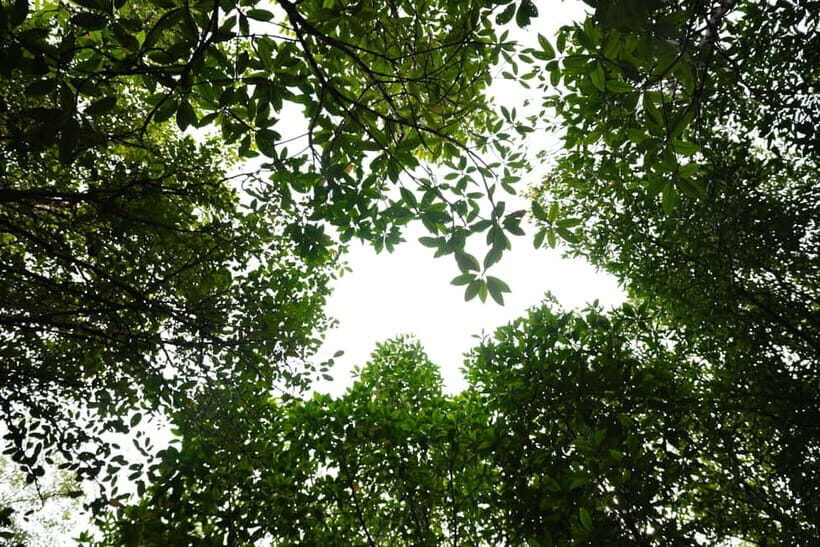 Langkawi: Kilim Geopark Mangrove Tour with Eagle Watching - Crocodile Cave and What You’ll Actually Notice