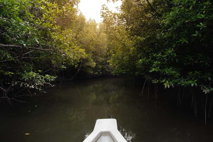 Langkawi: Kilim Geopark Mangrove Tour with Eagle Watching - Price and Value: What $19 Really Buys You