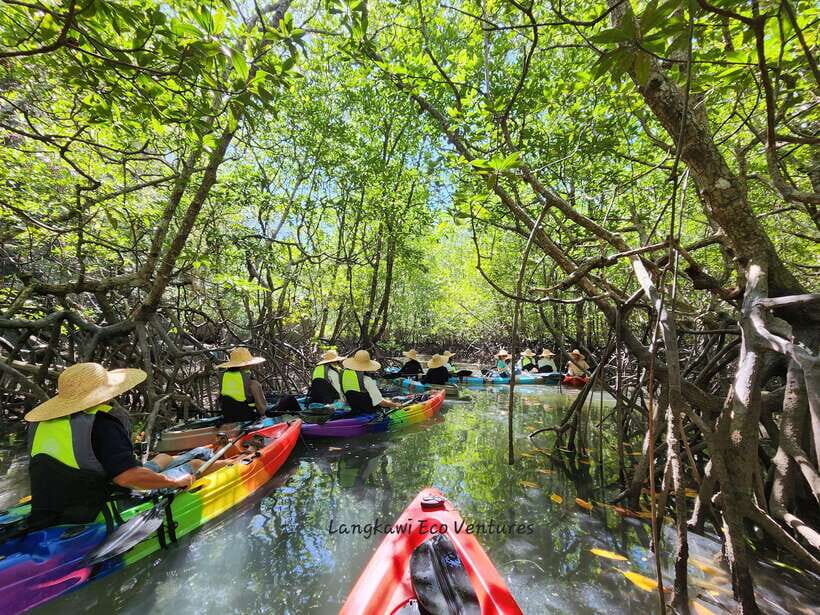 Langkawi : Kilim Mangrove Boat & Fun Kayak Tour with Lunch - Bat Cave and the cave stops: nature, timing, and what you should expect