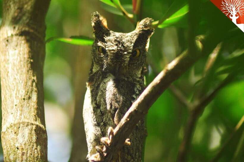 Langkawi: Kilim Mangrove Boat Tour with Lunch and Pickup - Who this Langkawi mangrove tour fits best
