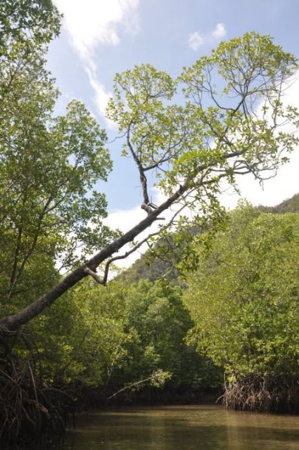 Langkawi: Kilim Mangrove Boat Tour with Lunch and Pickup - Why the mangrove education feels worth it (not just a lecture)
