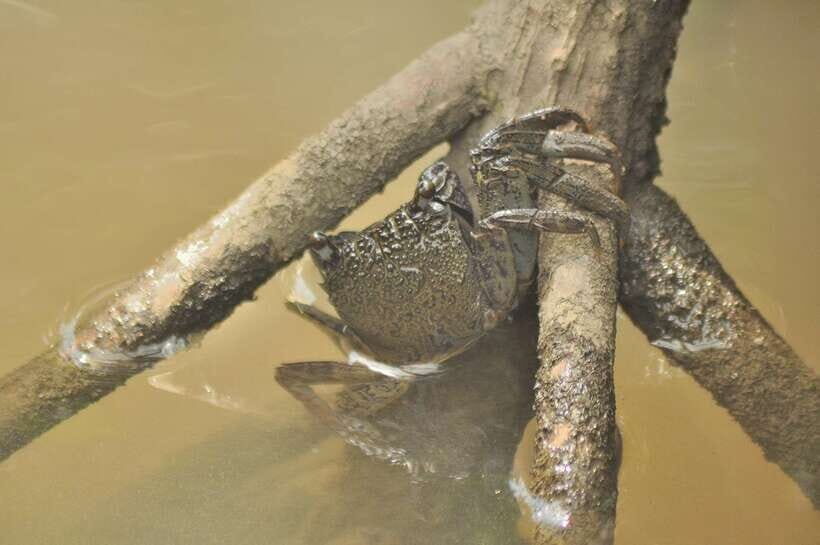 Langkawi: Kilim Mangrove Boat Tour with Lunch and Pickup - Wildlife etiquette and guide spotting skills: how the tour keeps it safe