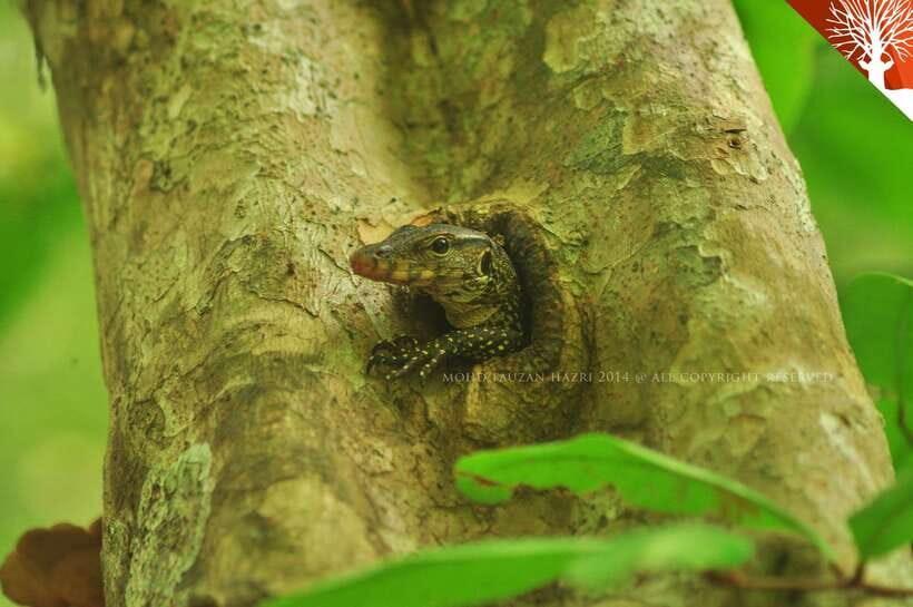 Langkawi: Kilim River Mangrove Safari Kayaking Tour - Kayaking the Kilim River: why the tide changes everything