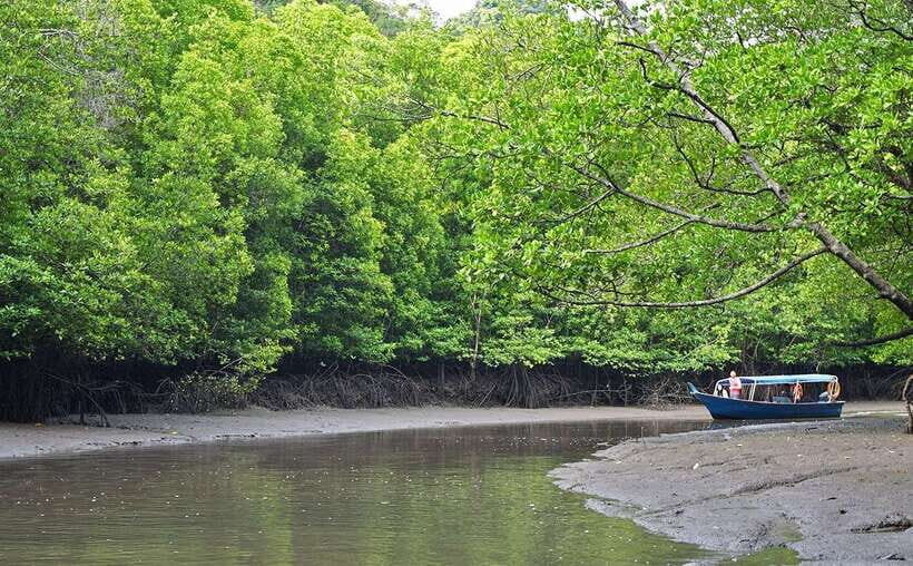 Langkawi: Mangrove Kilim UNESCO Geopark & Cave Tour - Kilim River Mangroves: What the Boat Ride Actually Feels Like