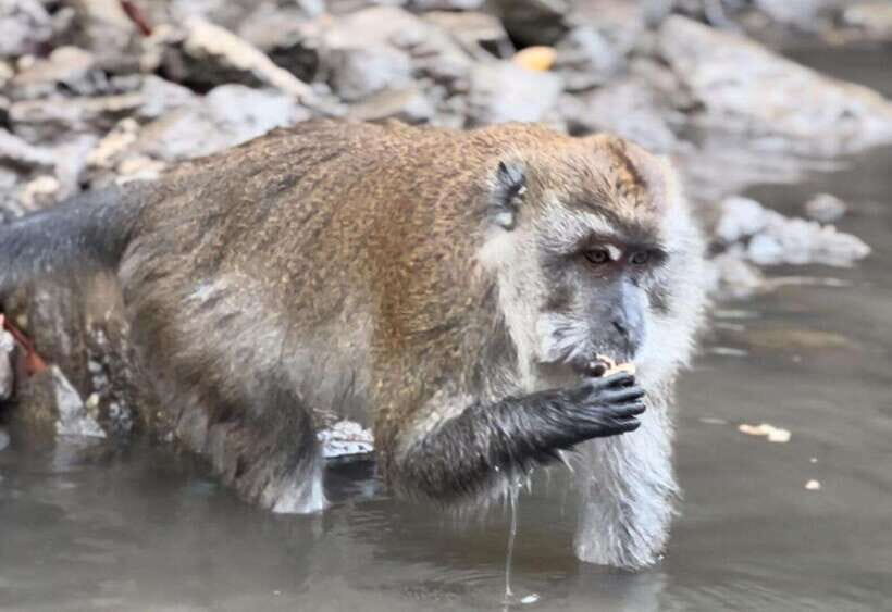 Langkawi Mangrove Monkey Package - Langkawi mangrove monkey tour in plain words