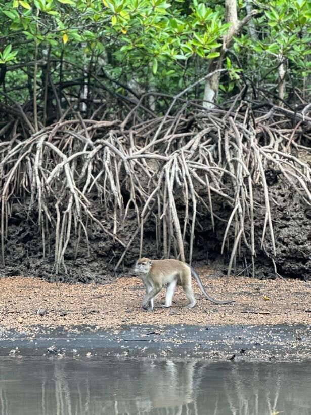 Langkawi Mangrove Monkey Package - Kilim Geoforest Park: limestone scenery with real ecological meaning