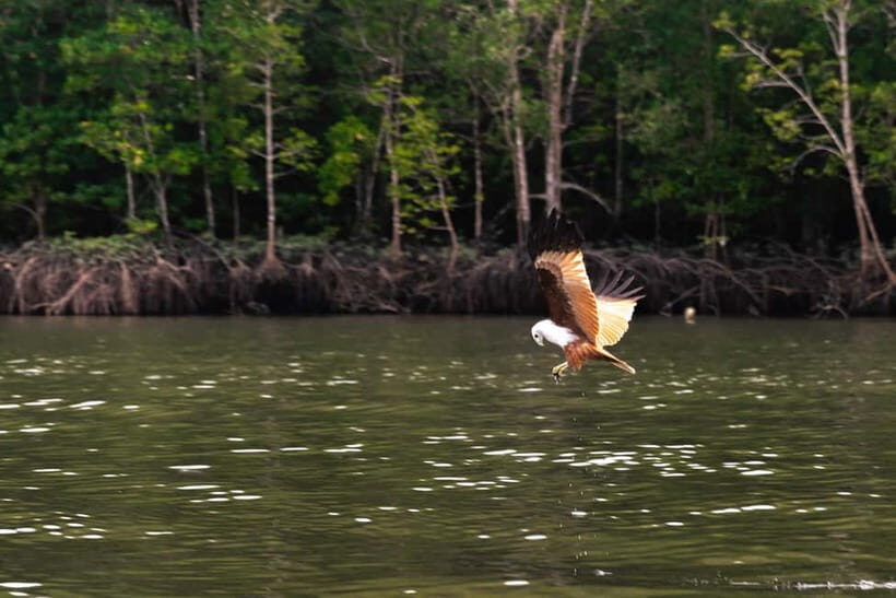 Langkawi: Mangrove River Cruise Sharing 3 Hours - Key things to know before you go