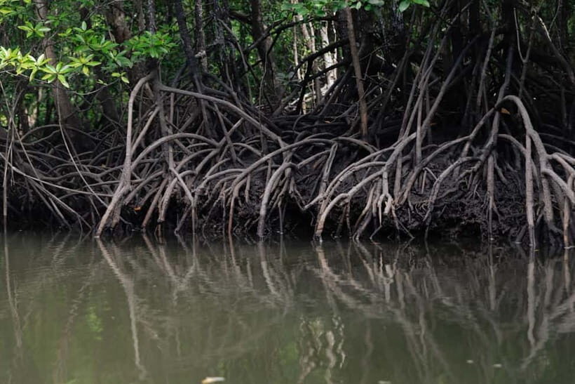 Langkawi: Mangrove River Cruise Sharing 3 Hours - Monkey Area stop: watch, don’t feed, and stay respectful