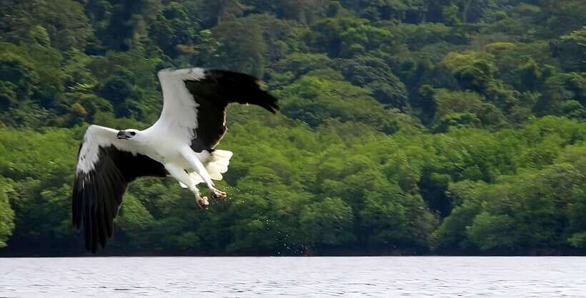 Langkawi: Mangrove Tour with Kilim Geoforest Park & Bat Cave - Key highlights worth knowing