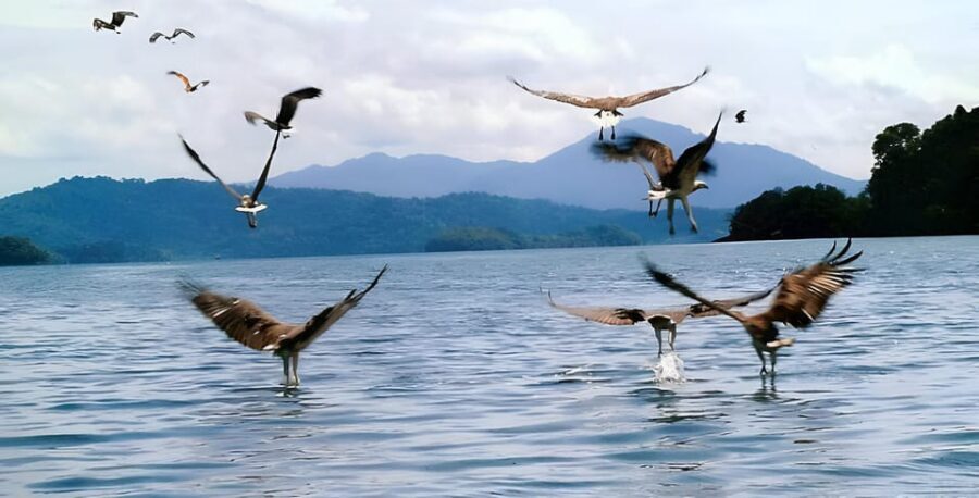 Langkawi: Mangrove Tour with Kilim Geoforest Park & Bat Cave - Eagle feeding session: close action, but watch the rules