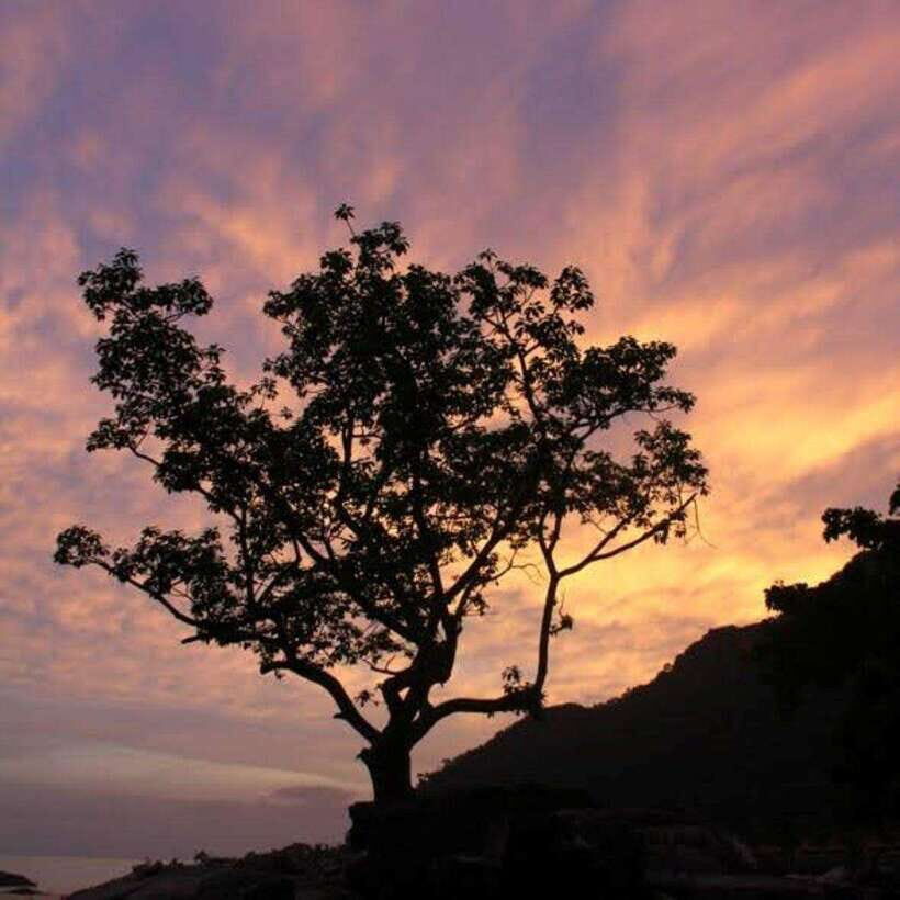 Langkawi: Nighttime Rainforest Tour with Nature Guide - Where You Meet and How the Small Group Changes the Feel