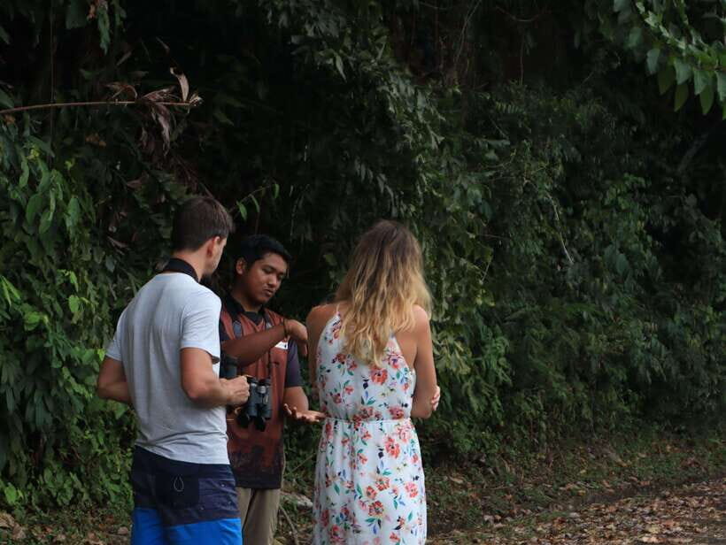 Langkawi: Nighttime Rainforest Tour with Nature Guide - Should You Book JungleWalla’s Gunung Raya to Lubuk Semilang Tour?
