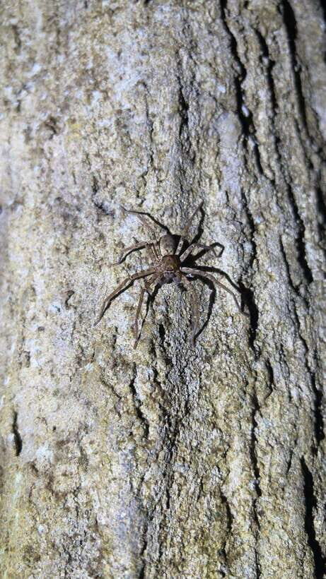 Langkawi: Nighttime Rainforest Tour with Nature Guide - Gunung Raya at Dusk: Sunset Views and a Bird Watch You Can Actually Follow