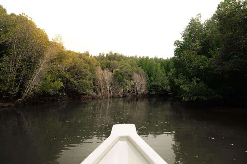 Langkawi Royal Mangrove Tour with Snorkeling Package - Dangi Island snorkeling: clear water, but manage expectations