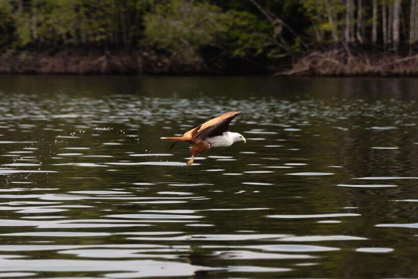 Langkawi Royal Mangrove Tour with Snorkeling Package - What your guide does (and why it changes the tour)