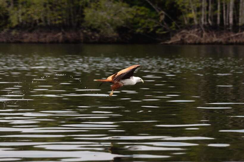 Langkawi Royal Mangrove Tour with Snorkeling Package - A 3-hour plan that mixes mangroves, caves, and water