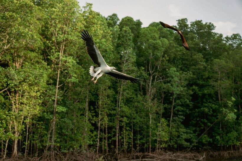 Langkawi: Tanjung Rhu Mangrove Speedboat Tour - The Andaman Sea stretch: views that reset your head