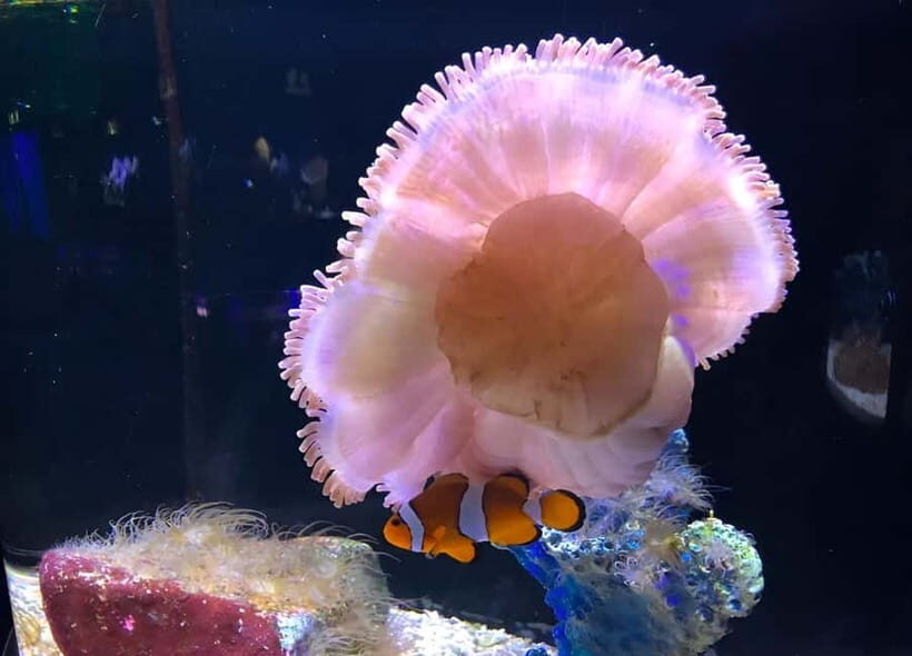 Langkawi: Underwater World Langkawi Entry Ticket - Underwater World Langkawi: A one-day aquarium that’s easy to plan