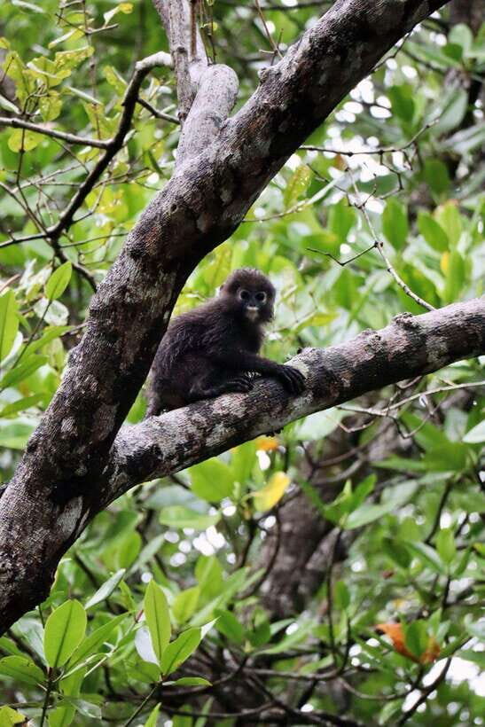 Langkawi: UNESCO Global Geopark Mangrove Cruise - Mangrove Cruise Quick Hits (What Makes This One Worth Your Time)