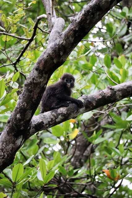 Langkawi: UNESCO Global Geopark Mangrove Cruise - Price Value: Why $34 Can Be a Smart Spend Here