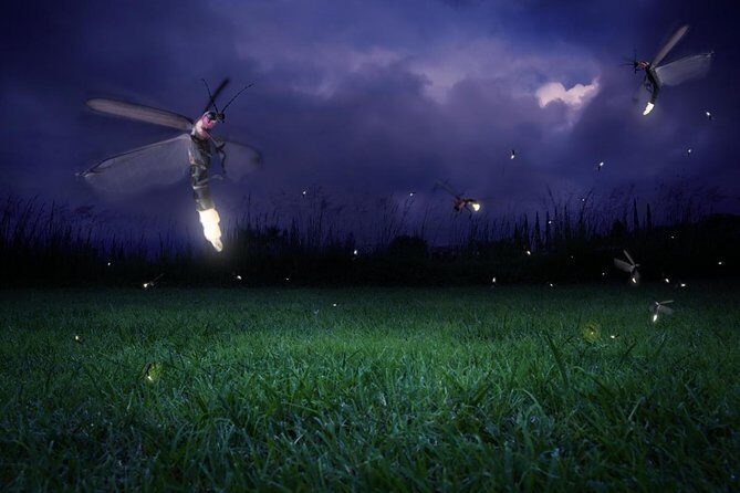 Magical Fireflies Tour - Key Takeaways Before You Go