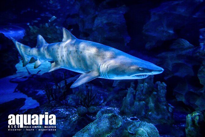 Malaysia: Aquaria KLCC Entry Ticket - Highlights you should plan around: sharks, rays, turtles, and more