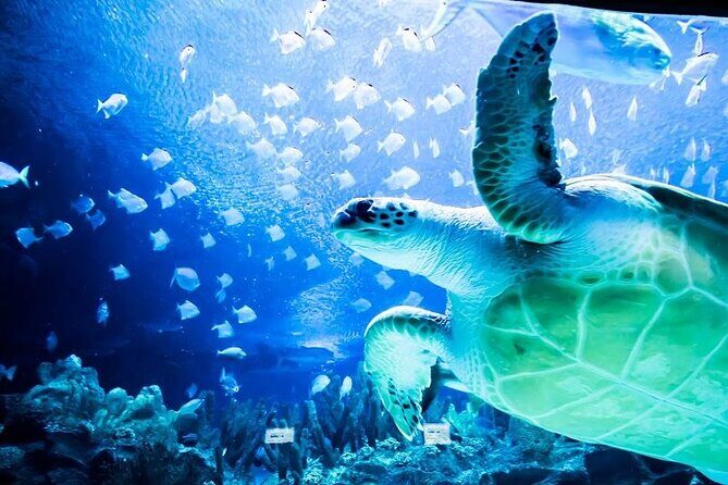 Malaysia: Aquaria KLCC Entry Ticket - How the self-guided route actually helps (and where to watch your time)