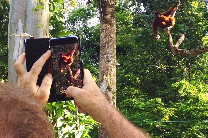 Marvellous Creature Orangutan : Sarawak Semenggoh Wildlife Centre Tour - Who this tour suits best (and who might want a different plan)