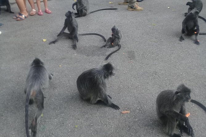 Monkey Hill, Eagle &Firefly Tour+Free Batu Caves Visit.(Per Car) - How the Monkey Hill, Eagle & Firefly day flows from Kuala Lumpur