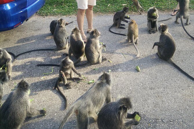 Monkey Hill, Eagle &Firefly Tour+Free Batu Caves Visit.(Per Car) - Price and value: what $150 per car really buys you