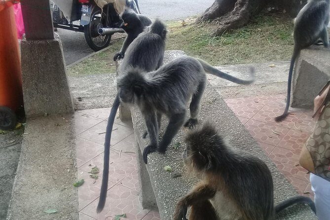 Monkey Hill, Eagle &Firefly Tour+Free Batu Caves Visit.(Per Car) - Batu Caves: a practical first stop before the wildlife day starts