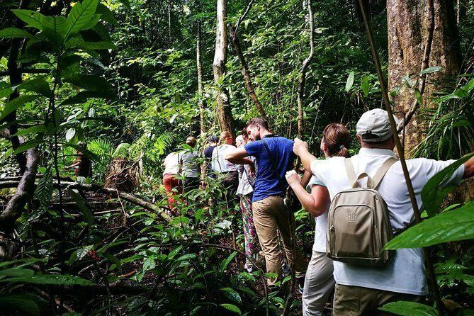 Morning Rainforest Walking from Langkawi - What $39.10 Buys You in Real Jungle Time