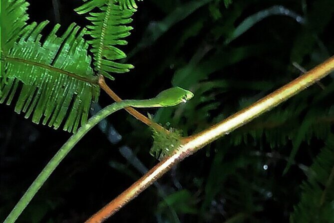 Night Froggy Adventure at Kubah National Park - Key points to know before you go